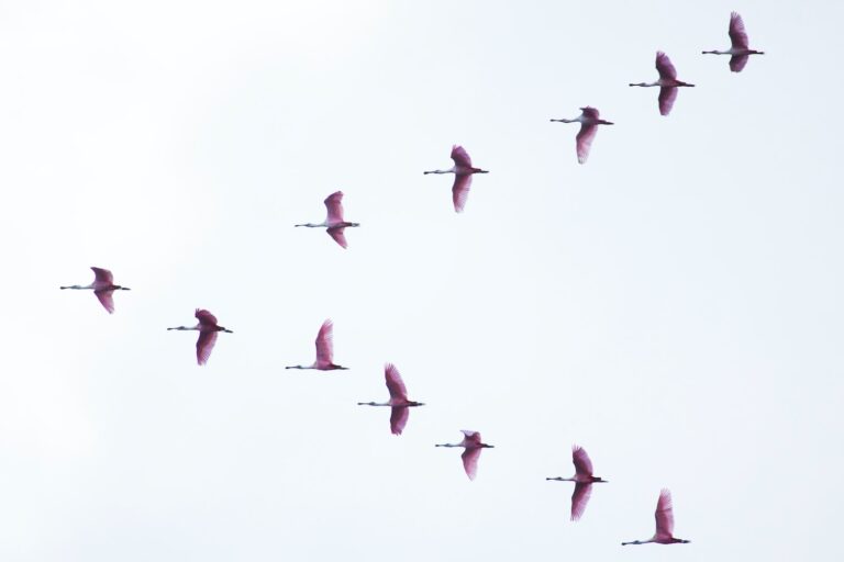 wordpress migration plugin comparison
